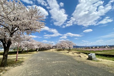🌸 아라카와 벚꽃 제방 공원(아라카와 사쿠라즈츠미 코엔)